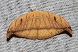 Attēlu rezultāti vaicājumam “Drepanidae”