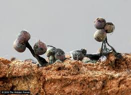 Attēlu rezultāti vaicājumam “Lamproderma pulchellum macro”