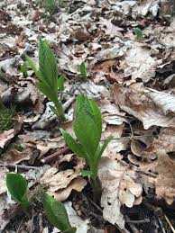 Attēlu rezultāti vaicājumam “Scopolia carniolica leaf”
