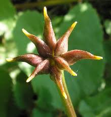 Attēlu rezultāti vaicājumam “Caltha palustris fruit”