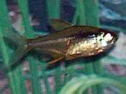 Attēlu rezultāti vaicājumam “Bilimbia tetramera”