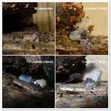 Attēlu rezultāti vaicājumam “Stemonitis marjana”