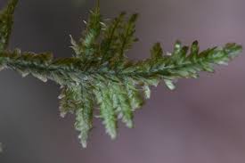 Attēlu rezultāti vaicājumam “Neckera complanata”