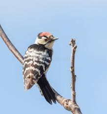Attēlu rezultāti vaicājumam “Dendrocopos minor”