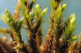 Attēlu rezultāti vaicājumam “Leucodon sciuroides”