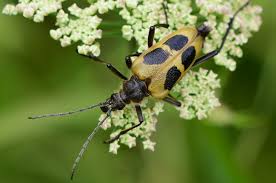 Attēlu rezultāti vaicājumam “Pachyta quadrimaculata”