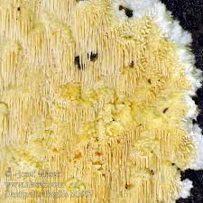 Attēlu rezultāti vaicājumam “Dentipellis fragilis”