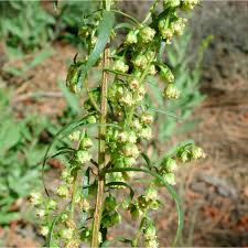 Image result for Artemisia dracunculus