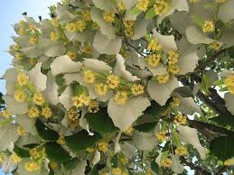 Attēlu rezultāti vaicājumam “Tilia tomentosa flower”