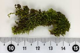 Attēlu rezultāti vaicājumam “Pylaisia polyantha”