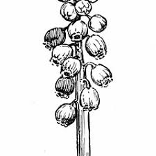 Attēlu rezultāti vaicājumam “Muscari botryoides leaf”