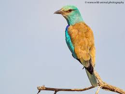 Attēlu rezultāti vaicājumam “Coracias garrulus adult”