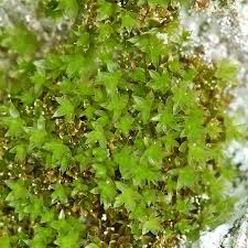 Attēlu rezultāti vaicājumam “Bryum moravicum”