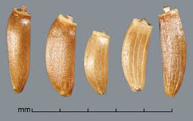 Attēlu rezultāti vaicājumam “Cirsium arvense fruit”