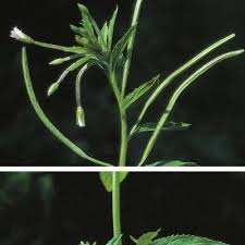 Attēlu rezultāti vaicājumam “Epilobium roseum flower”
