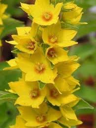 Attēlu rezultāti vaicājumam “Lysimachia punctata”