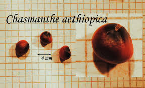 Attēlu rezultāti vaicājumam “Gladiolus imbricatus fruit”