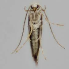 Attēlu rezultāti vaicājumam “Phyllonorycter nicellii”