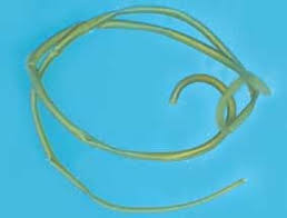 Attēlu rezultāti vaicājumam “Nematomorpha”