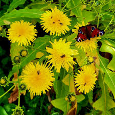 Attēlu rezultāti vaicājumam “Anthyllis maritima leaf”
