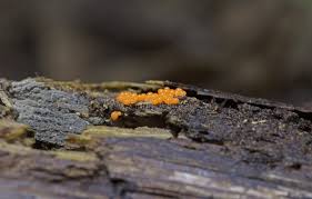 Attēlu rezultāti vaicājumam “Trichia varia macro”