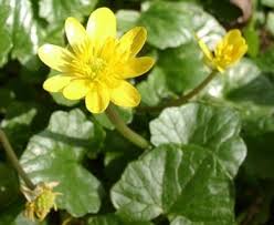 Attēlu rezultāti vaicājumam “Ficaria verna flower”