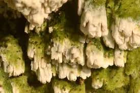 Attēlu rezultāti vaicājumam “Irpex lacteus”