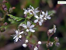 Attēlu rezultāti vaicājumam “Gypsophila fastigiata leaf”
