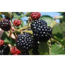 Image result for Rubus sectio
