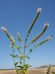 Attēlu rezultāti vaicājumam “Mentha spicata”