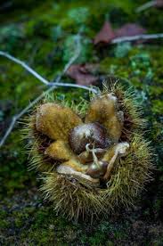 Attēlu rezultāti vaicājumam “Licea castanea”