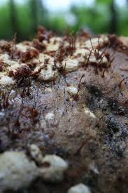 Attēlu rezultāti vaicājumam “Melanospora lagenaria”