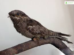 Attēlu rezultāti vaicājumam “Caprimulgus europaeus juvenile”