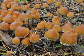 Attēlu rezultāti vaicājumam “Hypholoma sp.”