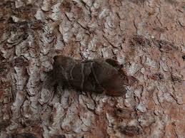 Attēlu rezultāti vaicājumam “Clostera pigra”