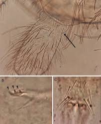 Attēlu rezultāti vaicājumam “Orchesella flavescens”