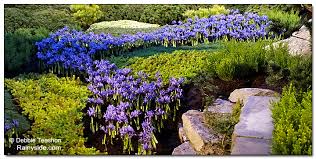Attēlu rezultāti vaicājumam “Iris reticulata flower”