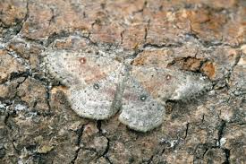 Attēlu rezultāti vaicājumam “Cyclophora albipunctata”