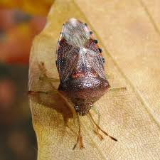 Attēlu rezultāti vaicājumam “Elasmucha grisea”