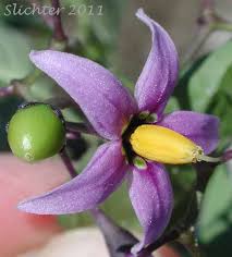 Attēlu rezultāti vaicājumam “Solanum dulcamara flower”