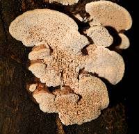 Attēlu rezultāti vaicājumam “Antrodia malicola”