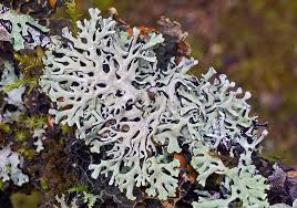 Attēlu rezultāti vaicājumam “Hypogymnia physodes”