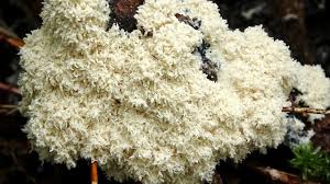 Attēlu rezultāti vaicājumam “Fuligo cinerea spores”