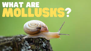 Attēlu rezultāti vaicājumam “Mollusca”