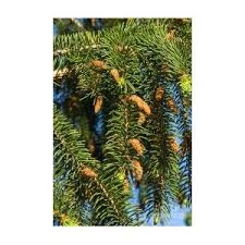 Attēlu rezultāti vaicājumam “Picea abies male flower”