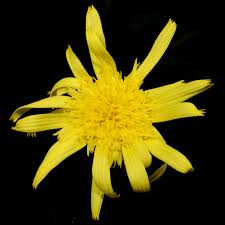 Attēlu rezultāti vaicājumam “Scorzonera humilis bud”