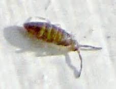 Attēlu rezultāti vaicājumam “Collembola”