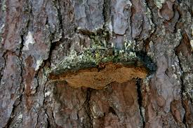 Attēlu rezultāti vaicājumam “Phellinus pini”