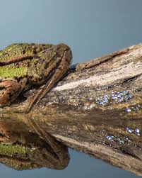 Attēlu rezultāti vaicājumam “Pelophylax adult”