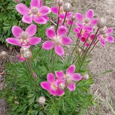 Attēlu rezultāti vaicājumam “Anemone sylvestris fruit”